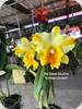Rlc. Siam Skyline Golden Crown